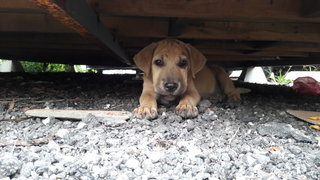 Shar Pei - Mixed Breed Dog