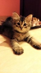 Pixie - Tabby Cat