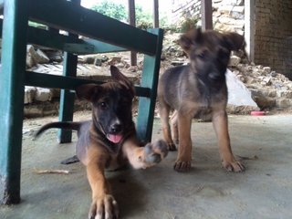 Female Farm Pups - Mixed Breed Dog