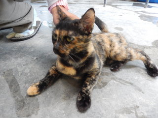 Chomot - Domestic Short Hair Cat