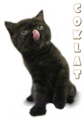 Coklat - British Shorthair Cat