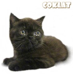 Coklat - British Shorthair Cat