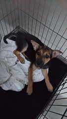 Monmon- German Shepherd Mix - Mixed Breed Dog