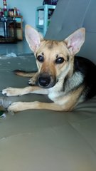 Monmon- German Shepherd Mix - Mixed Breed Dog