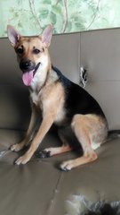 Monmon- German Shepherd Mix - Mixed Breed Dog