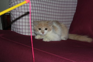 Kyle (For Sale) - Persian + Domestic Long Hair Cat
