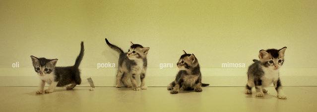 Pooka + Garu + Mimosa + Oli - Domestic Short Hair Cat