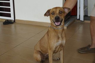 Gege - Mixed Breed Dog