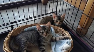 Beautiful tabby siblings