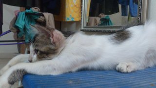Cino - Domestic Medium Hair + Applehead Siamese Cat