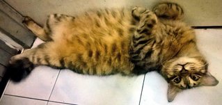 Wilson - Domestic Medium Hair Cat