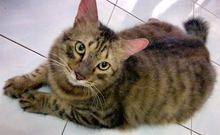 Wilson - Domestic Medium Hair Cat