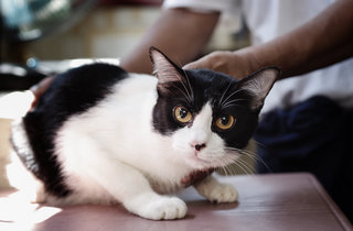 Boh  - Domestic Short Hair Cat