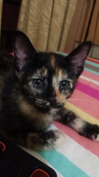Khaleesi - Domestic Short Hair Cat