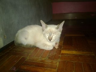 Simii - Domestic Short Hair Cat