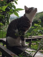 Tian Tian - Domestic Short Hair + Maine Coon Cat