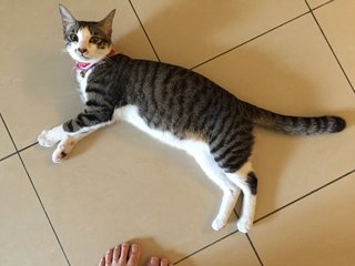 Tian Tian - Domestic Short Hair + Maine Coon Cat