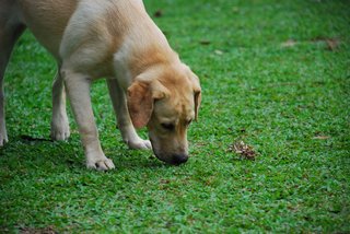 Rufee - Labrador Retriever Dog