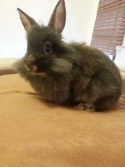 [Adopted!] Muffin - Angora Rabbit Rabbit