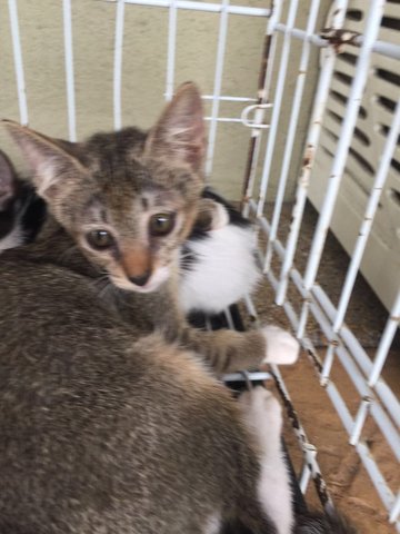 3 Lost Kittens Found - Domestic Short Hair Cat