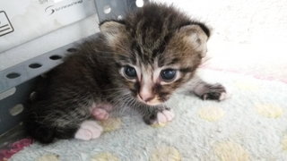 When Leo was found together with Tobby, size about the same, very tiny