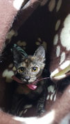 Lara (Spayed&amp;vaccinated) - Tortoiseshell + Domestic Short Hair Cat