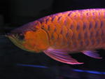 Arowana For Sale L - Arowanas Fish
