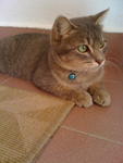 Berry (Adopted) - Tabby Cat