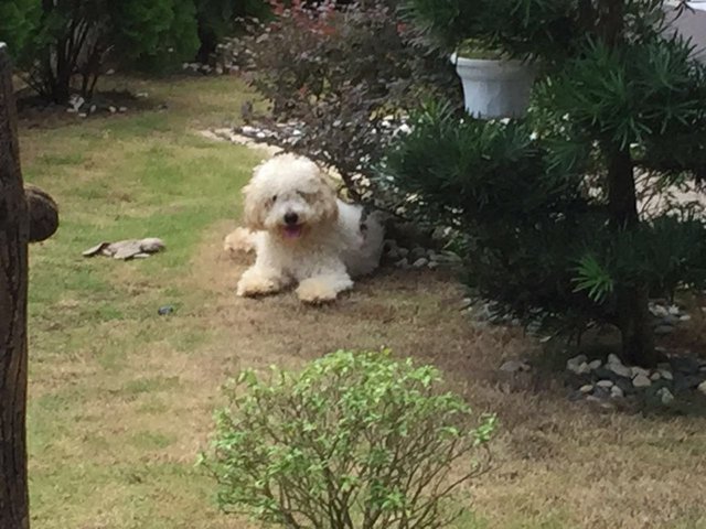 Diesel - Golden Retriever + Poodle Dog