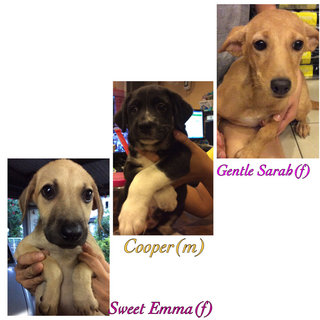 Cooper (m), Emma (f), Gentle Sarah(f)