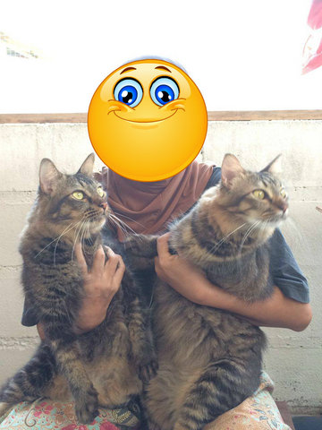 3 Males Big Breed - Domestic Long Hair + Persian Cat