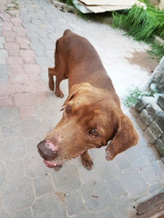 Ralph - Labrador Retriever Dog