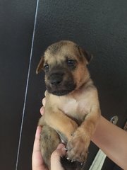  Cutie  - Mixed Breed Dog