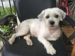 Marnie - Terrier Mix Dog