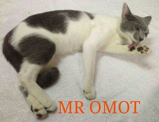 Mr Omot - Domestic Long Hair + Persian Cat