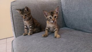 Jojo &amp; Gigi - Domestic Medium Hair + Domestic Short Hair Cat