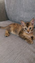 Jojo &amp; Gigi - Domestic Medium Hair + Domestic Short Hair Cat