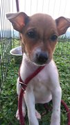 Patches - Mixed Breed Dog