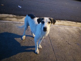 Hazel is an attentive puppy