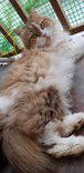 Taffy - Persian Cat