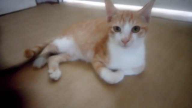 Orange  - Domestic Short Hair Cat