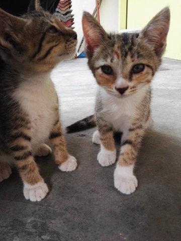 2 Cute Little Kittens - Domestic Short Hair Cat