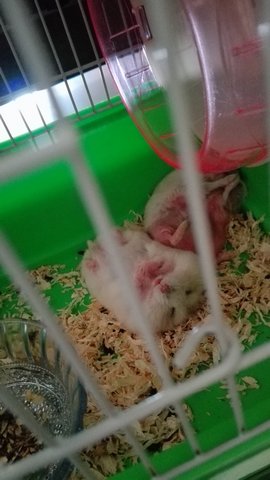 Dwarf Winter White Hamsters - Syrian / Golden Hamster Hamster
