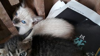 black tail, black ear, black eye with a pair of blue eye