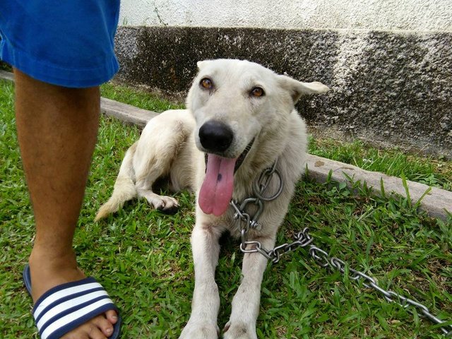 No Name - White German Shepherd Dog