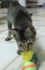 Meow - Domestic Short Hair Cat