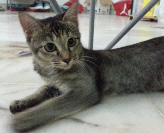 Meow - Domestic Short Hair Cat