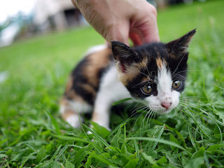 Calie - Domestic Short Hair Cat