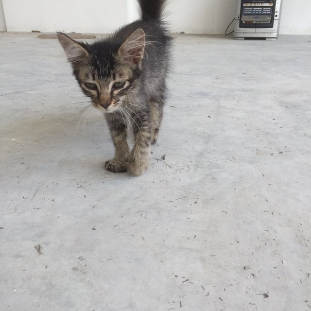 Stray Kitten - Singapura Cat