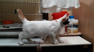 Katty (Video) - Domestic Short Hair Cat